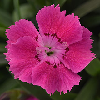 Dianthus Mountain Frost™ Rose Bouquet