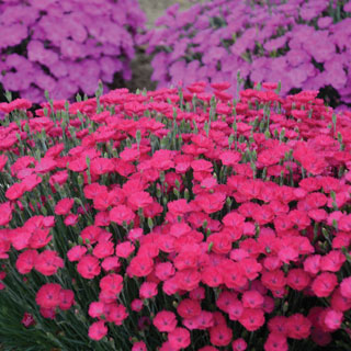 Dianthus 'Paint the Town Magenta'