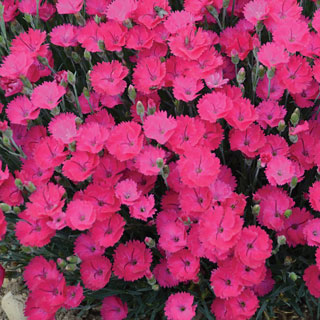 Dianthus 'Paint the Town Magenta'