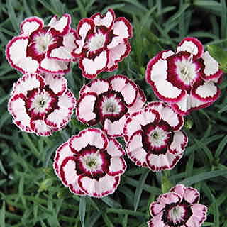 Dianthus 'Raspberry Swirl'