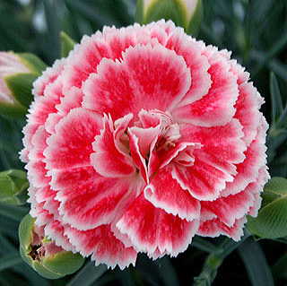 Dianthus Scent First® 'Coral Reef'