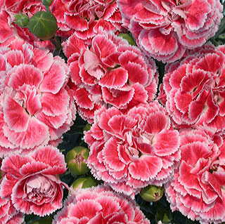 Dianthus Scent First® 'Coral Reef'