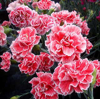 Dianthus Scent First® 'Coral Reef'