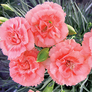 Dianthus Scent First® 'Tall Romance'