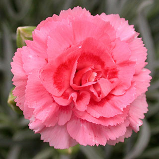 Dianthus Scent First® 'Tall Romance'
