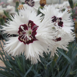 Dianthus Star Single™ Stargazer