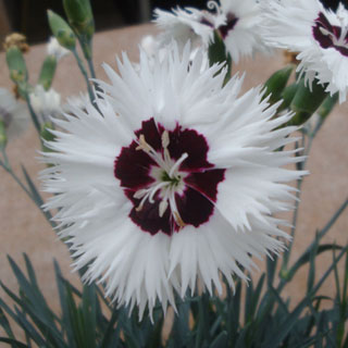 Dianthus Star Single™ Stargazer