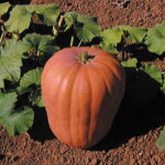 Dickinson Organic Pumpkin Seeds 1