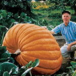 Dill’s Atlantic Giant Pumpkin Seeds 1