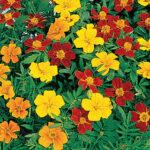 Disco Mix Marigold Seeds 1