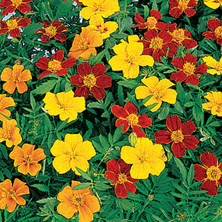 Disco Mix Marigold Seeds