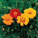 Disco Mix Marigold Seeds 1