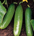 Diva Cucumber Seeds 1