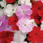 Divine Islander Mix New Guinea Impatiens Seeds 1