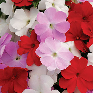 Divine Islander Mix New Guinea Impatiens Seeds