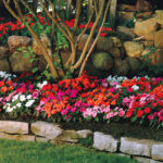 Divine Mix New Guinea Impatiens Seeds (P) Pkt of 15 seeds 1