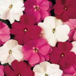 Divine Mystic Mix New Guinea Impatiens Seeds 1