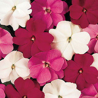 Divine Mystic Mix New Guinea Impatiens Seeds