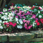 Divine Mystic Mix New Guinea Impatiens Seeds 1