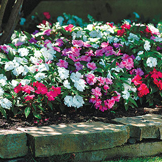 Divine Mystic Mix New Guinea Impatiens Seeds