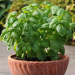 Dolce20Fresca20Basil20Seeds.jpg