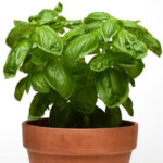 Dolce20Fresca20Basil20Seeds.jpg