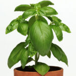 Dolce20Fresca20Basil20Seeds.jpg