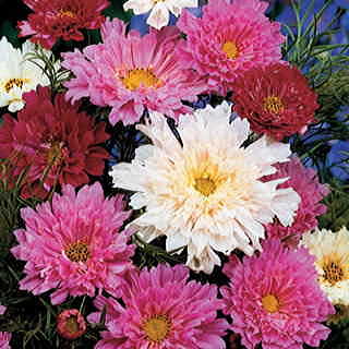 Double Click Mix Cosmos Flower Seeds