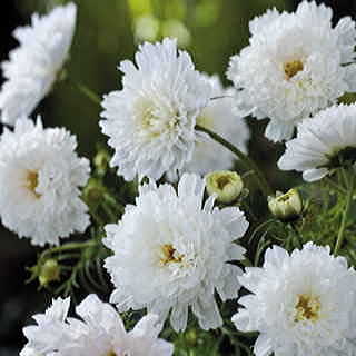 Double Click Snow Puff Cosmos Seeds 1