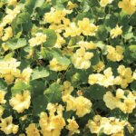 Double Delight Cream Nasturtium Seeds 1