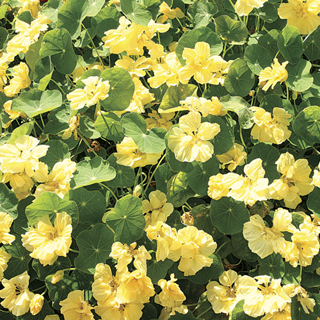 Double Delight Cream Nasturtium Seeds