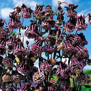 Double Pleat Blackberry™ Columbine Seeds