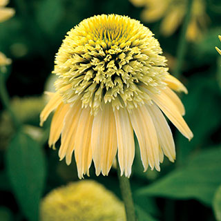 Double Scoop™ Lemon Cream Coneflower