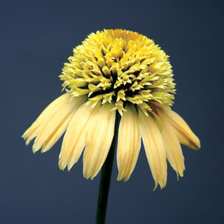 Double Scoop™ Lemon Cream Coneflower