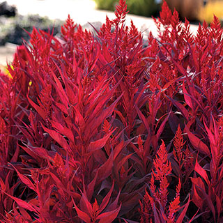 Dragon's Breath Celosia Seeds