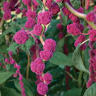 Dreadlocks Amaranthus Seeds