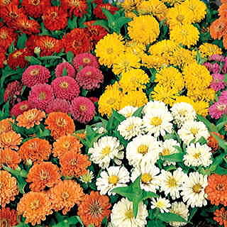 Dreamland™ Mix Hybrid Zinnia Seeds (P) Pkt of 25 seed