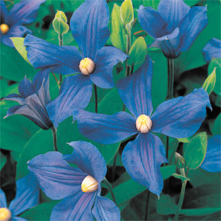 Durandii Clematis