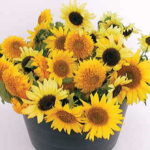 Dwarf Mix Organic Sunflower Seeds 1