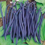 Dwarf Velour French Bean Seeds 1