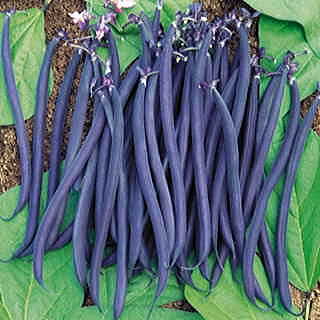 Dwarf Velour French Bean Seeds