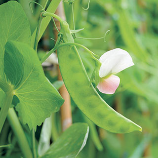 Dwarf White Sugar Snow Pea Seeds