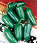 Early Jalapeno Organic Pepper Seeds 1