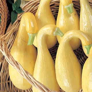 Early Summer Crookneck Organic Squash Seeds