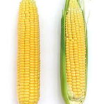 Early Sunglow Hybrid Corn Seeds 1
