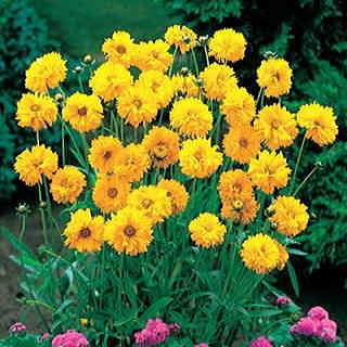 Early Sunrise Coreopsis Seeds