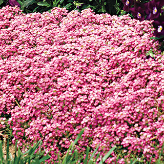 Easter Bonnet Deep Pink Sweet Alyssum Seeds