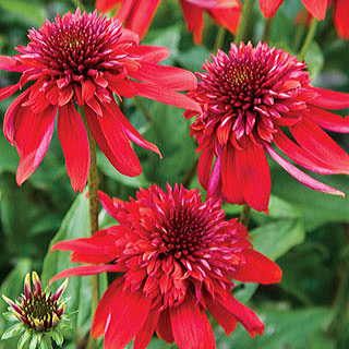 Eccentric Coneflower