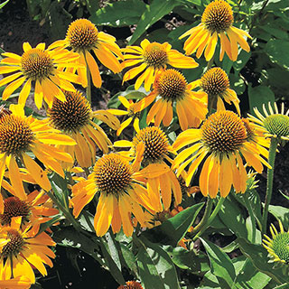 Echinacea Butterfly™ 'Golden Skipper'