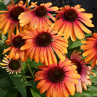 Echinacea Butterfly™ Rainbow Marcella